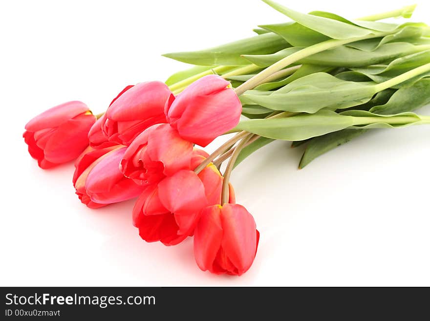 Bouquet of red tulips on a white background