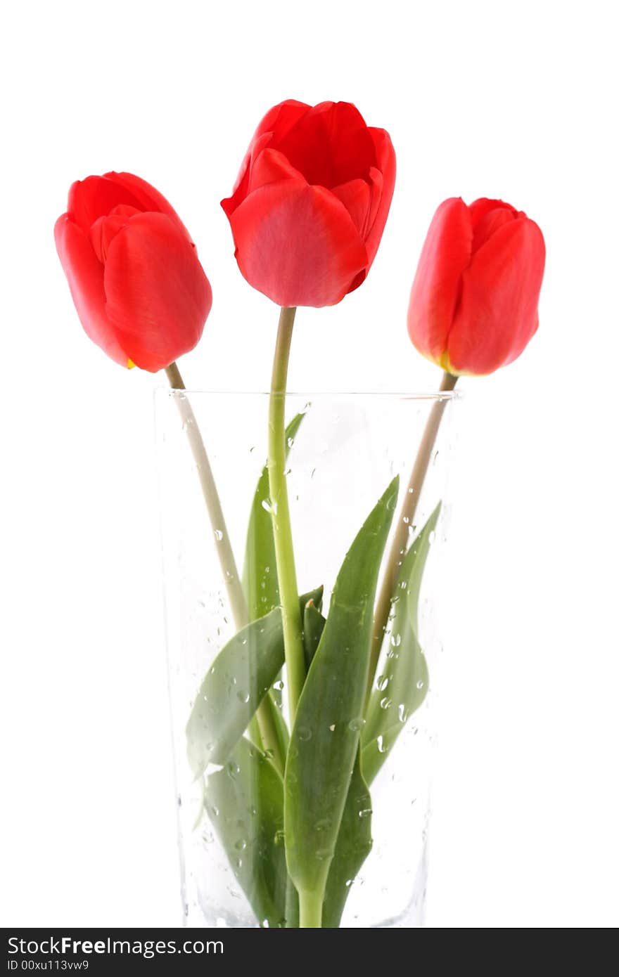 Bouquet of red tulips on a white background