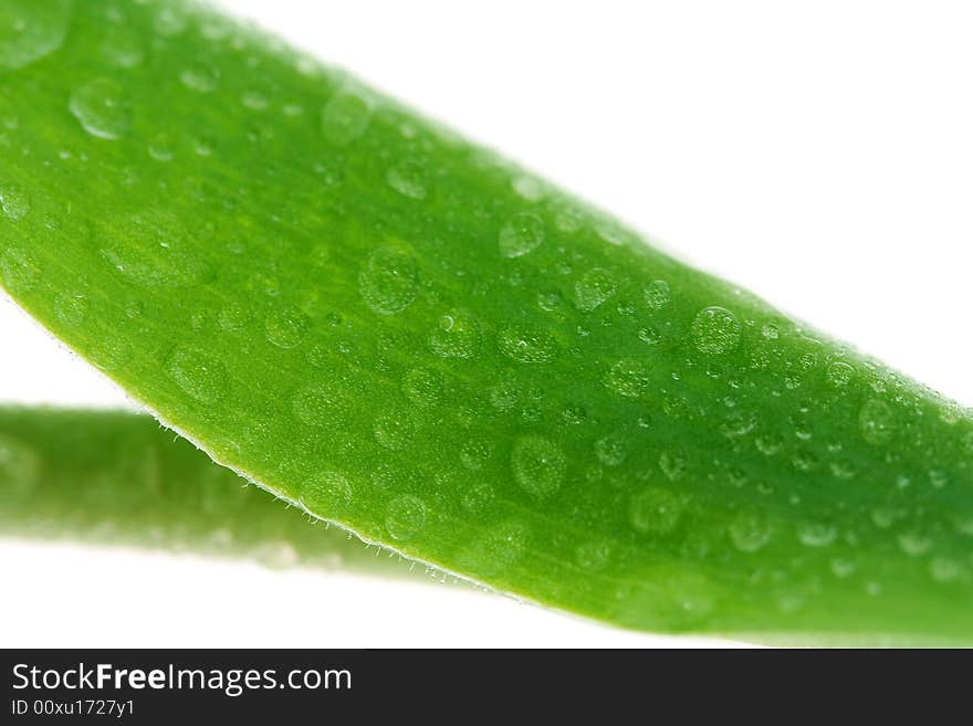 Green leaf with drops