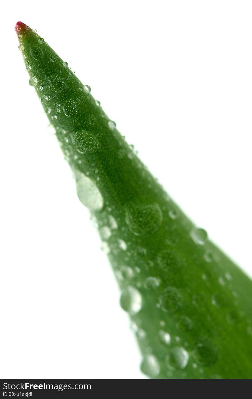 Green leaf with drops, isolated on white