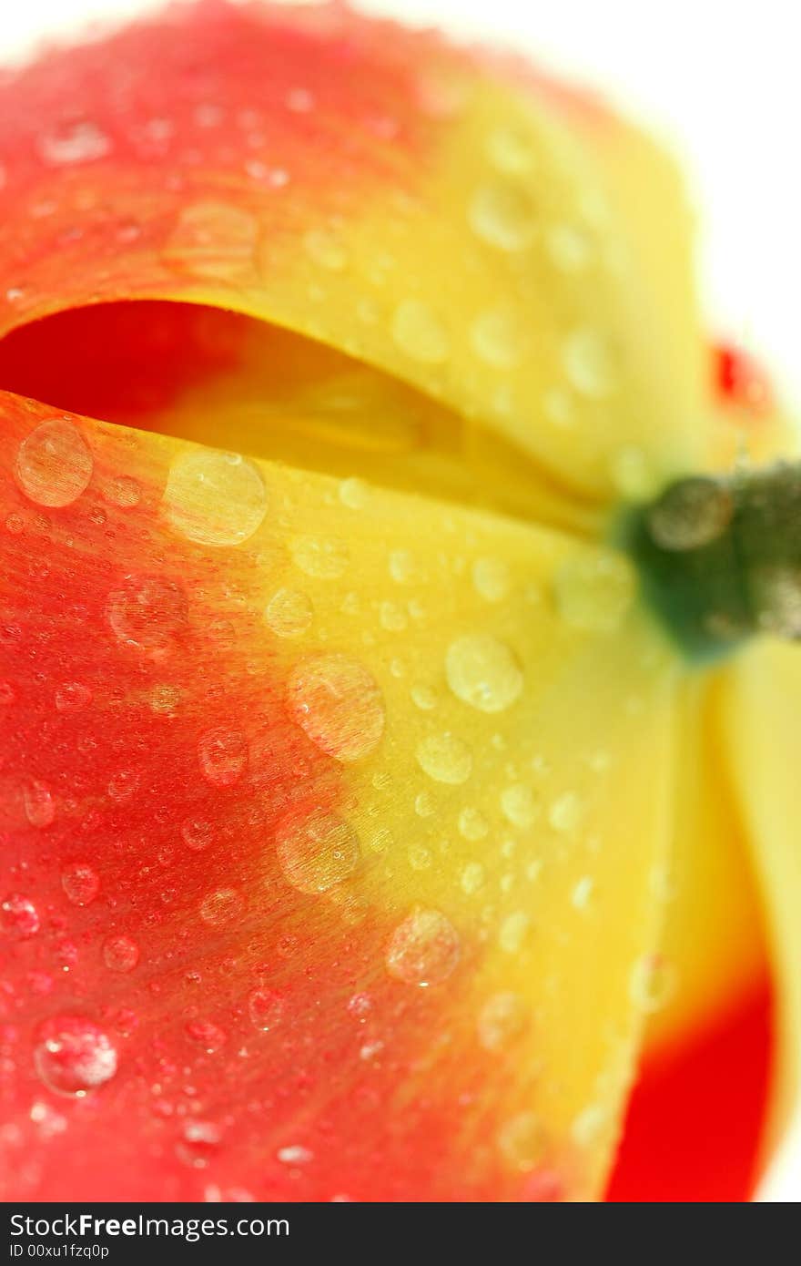 Red tulip with drops macro