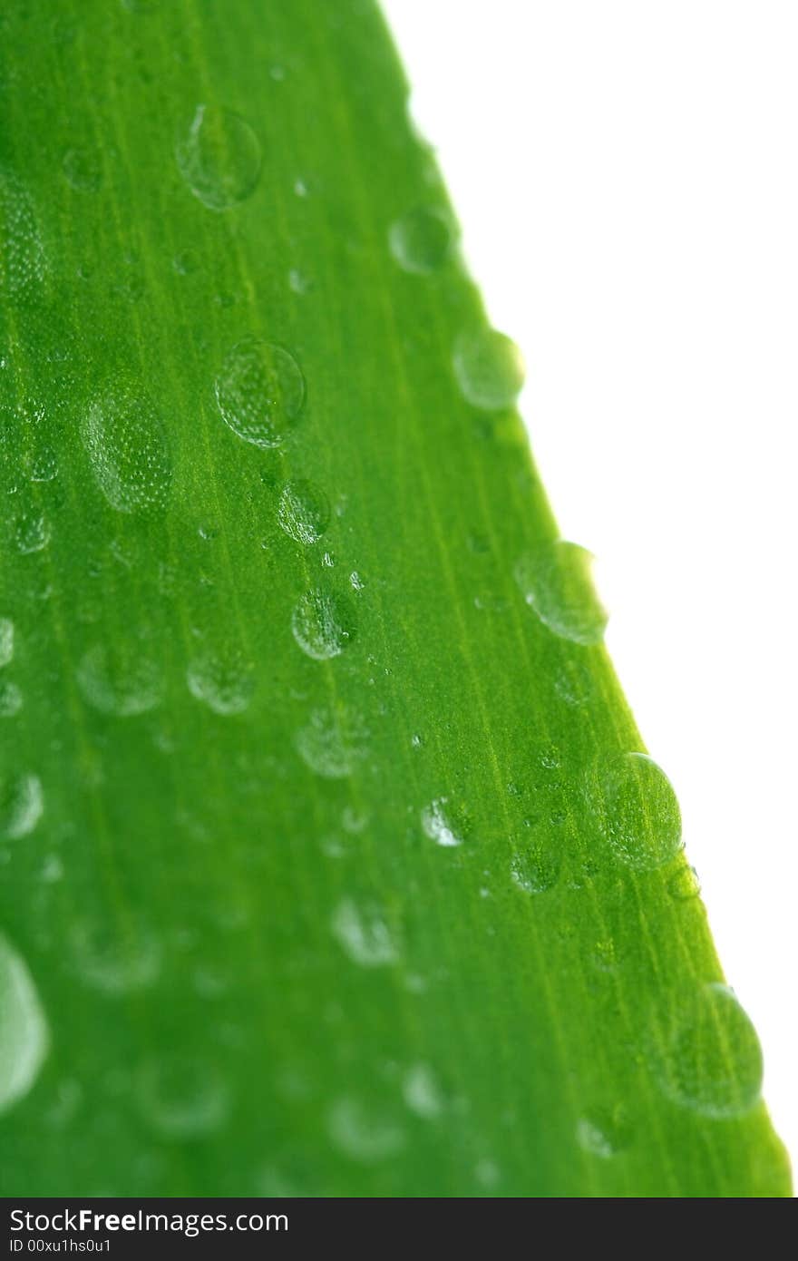 Green leaf with drops