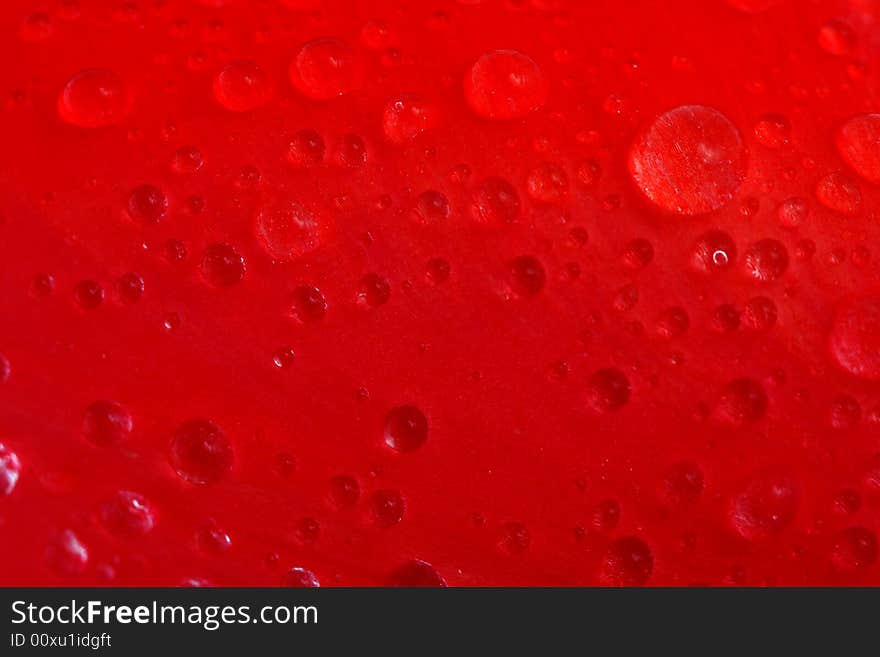 Red tulip with drops macro, background