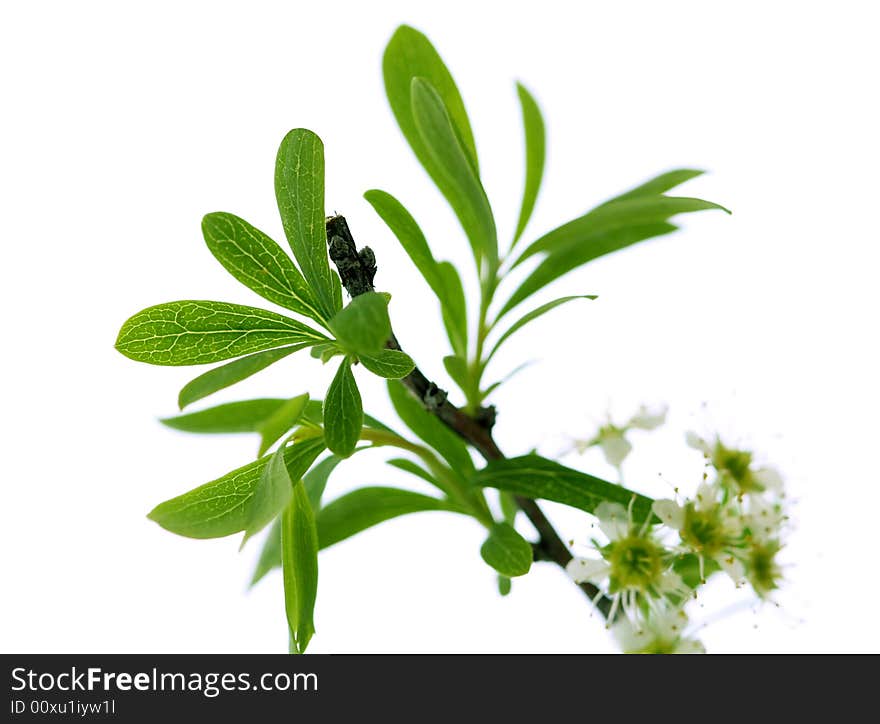 Branch with new fresh leaves on white background