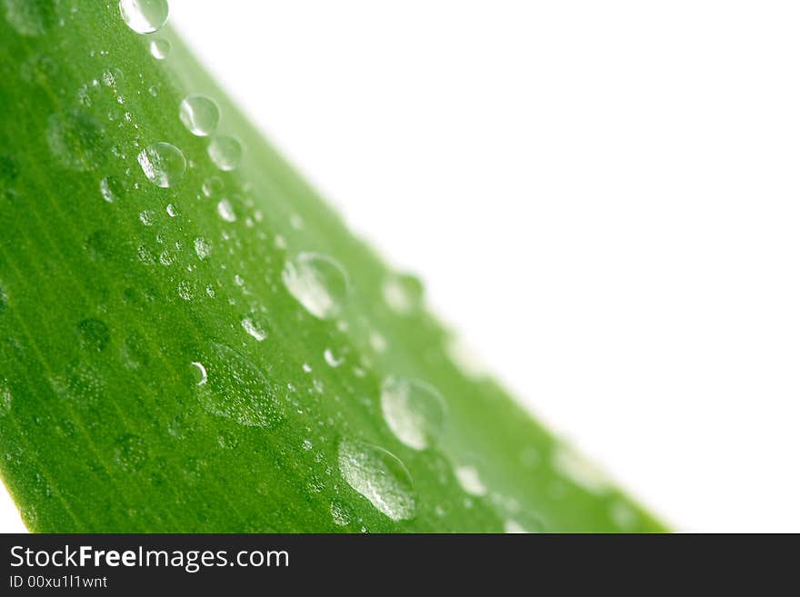 Green leaf with drops, isolated on white