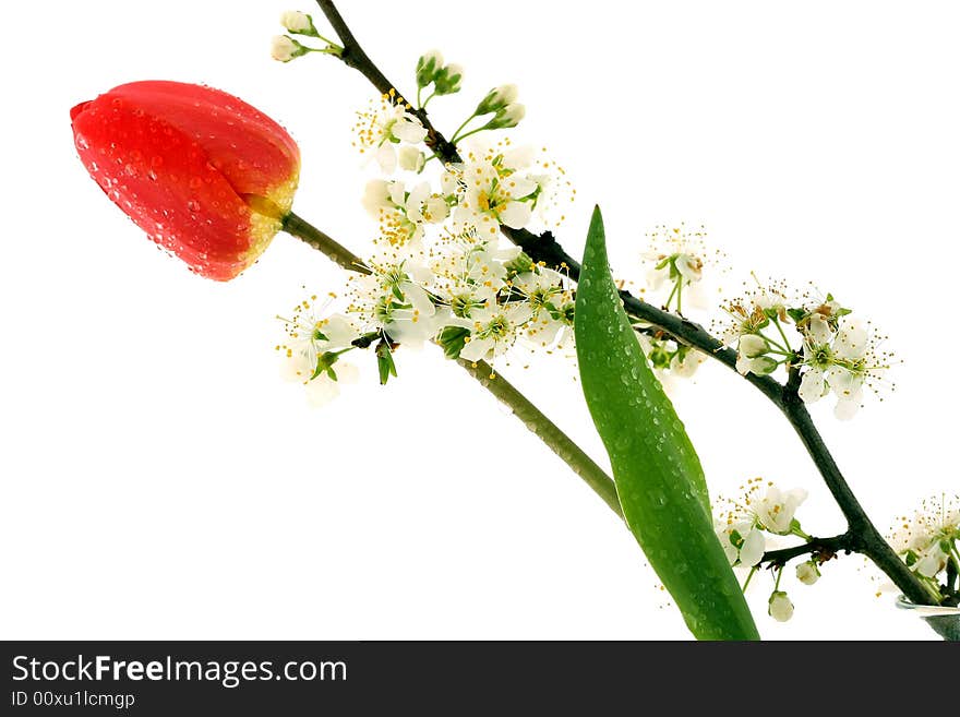 Cherry blossom and tulip on white background