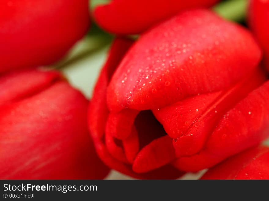 Red Tulips With Dew Drops