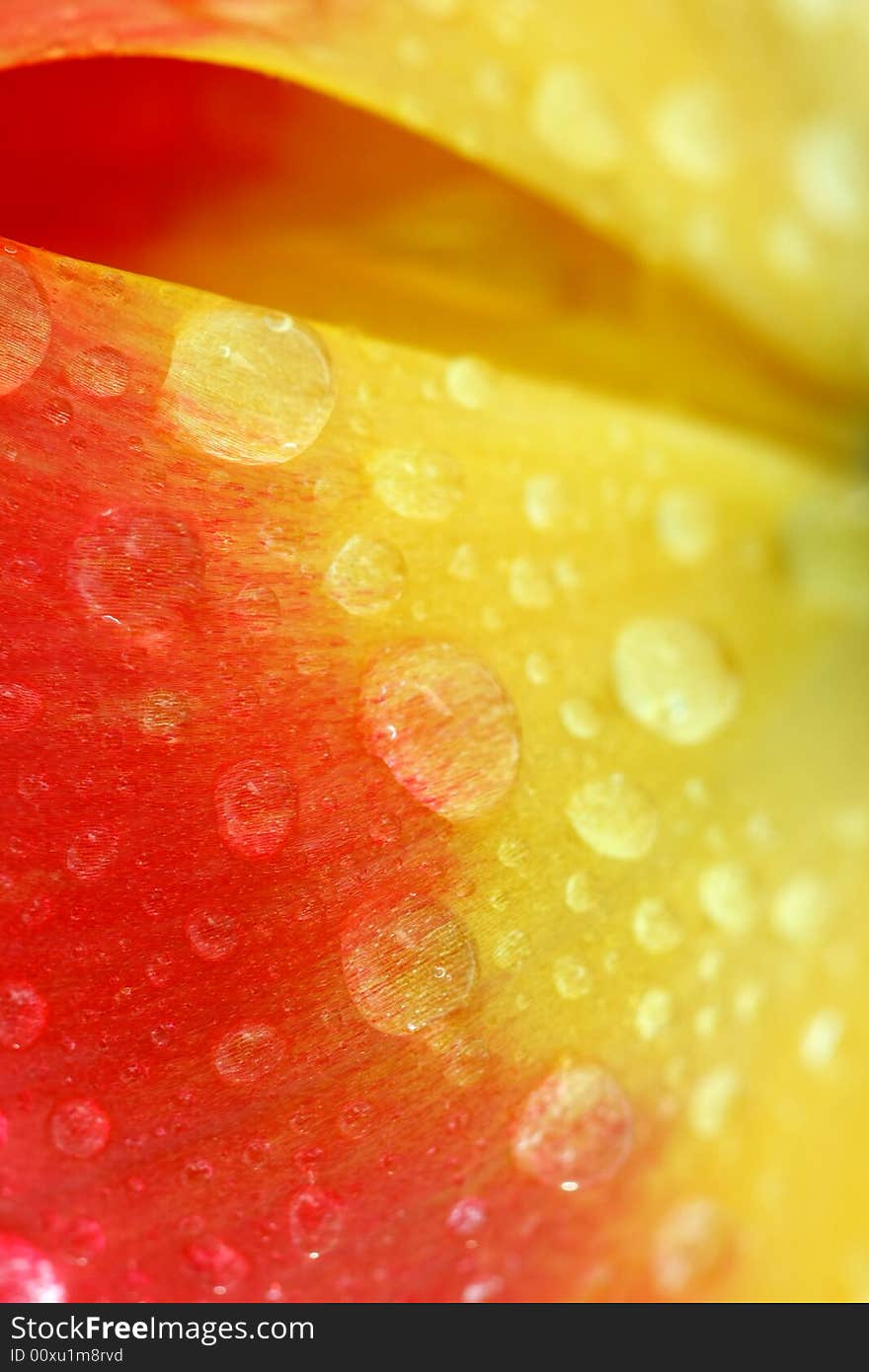 Red tulip with drops macro, background