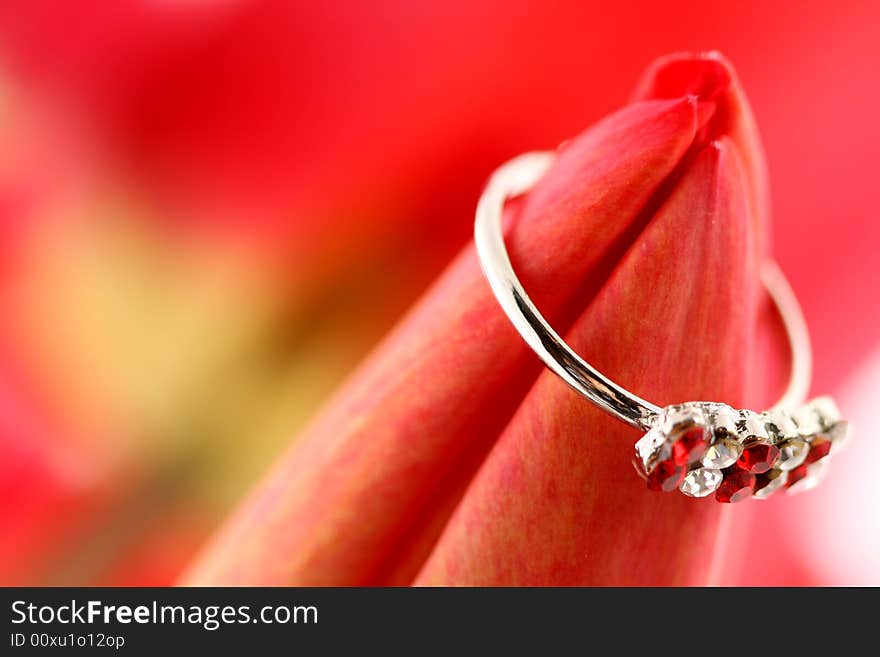 Red tulip with ring on a red background