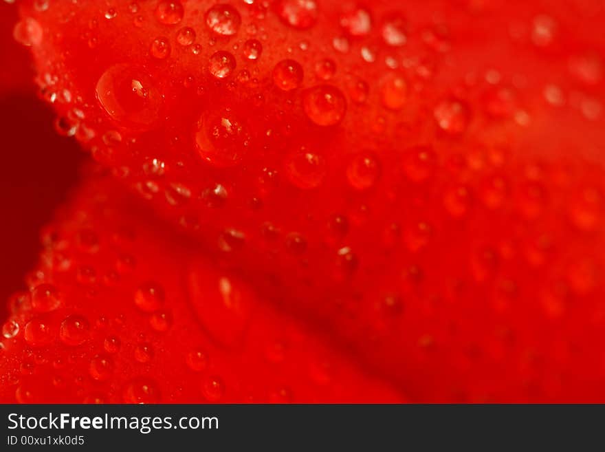 Red tulip with dew drops