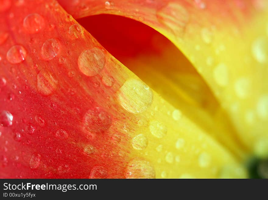 Red Tulip With Dew Drops