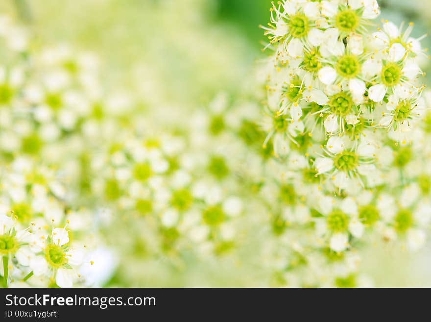 Spring Blossom