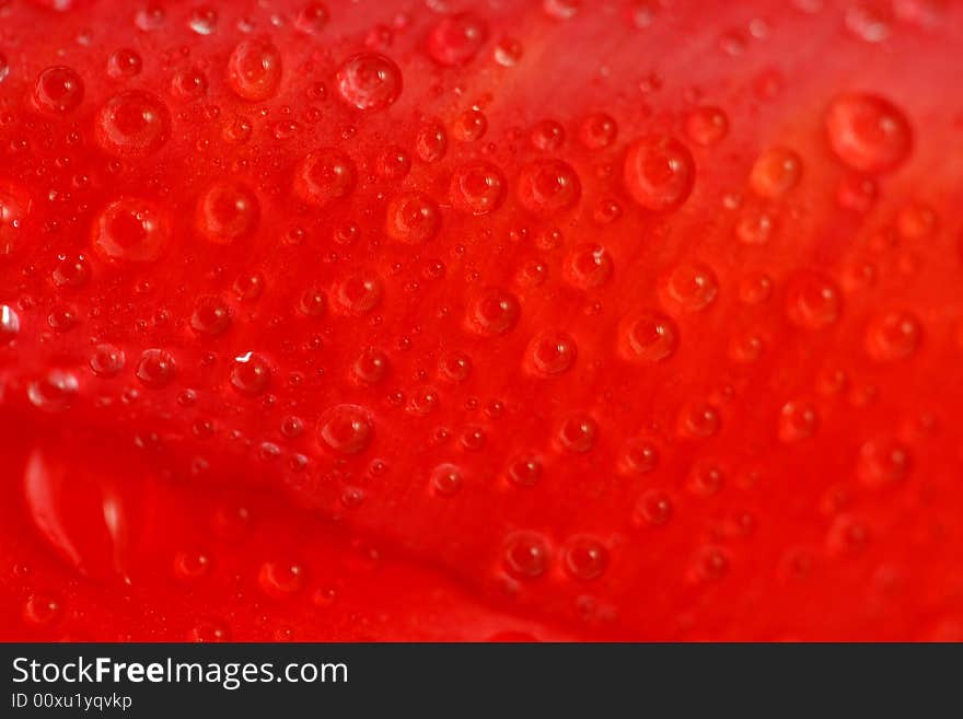 Red Tulip With Dew Drops