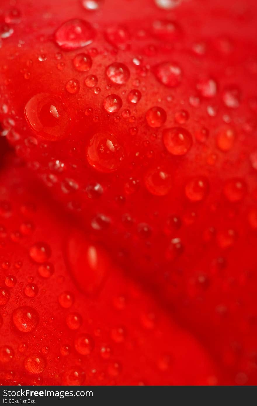 Red tulip with dew drops