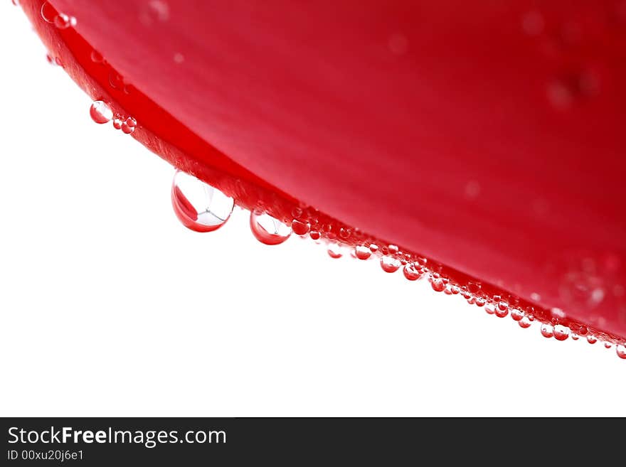 Red Tulip With Dew Drops