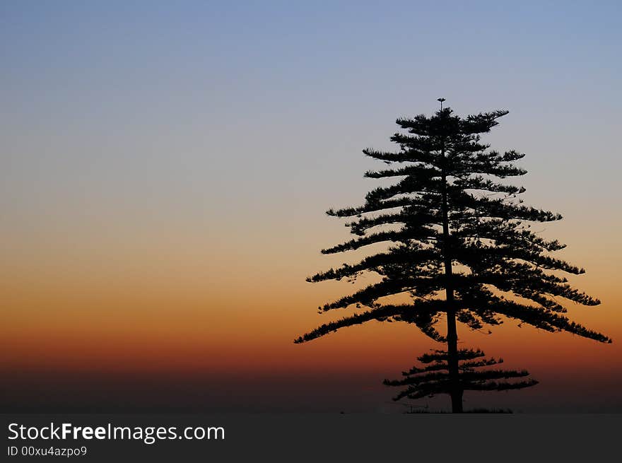 Silhouette of a tree at sunset