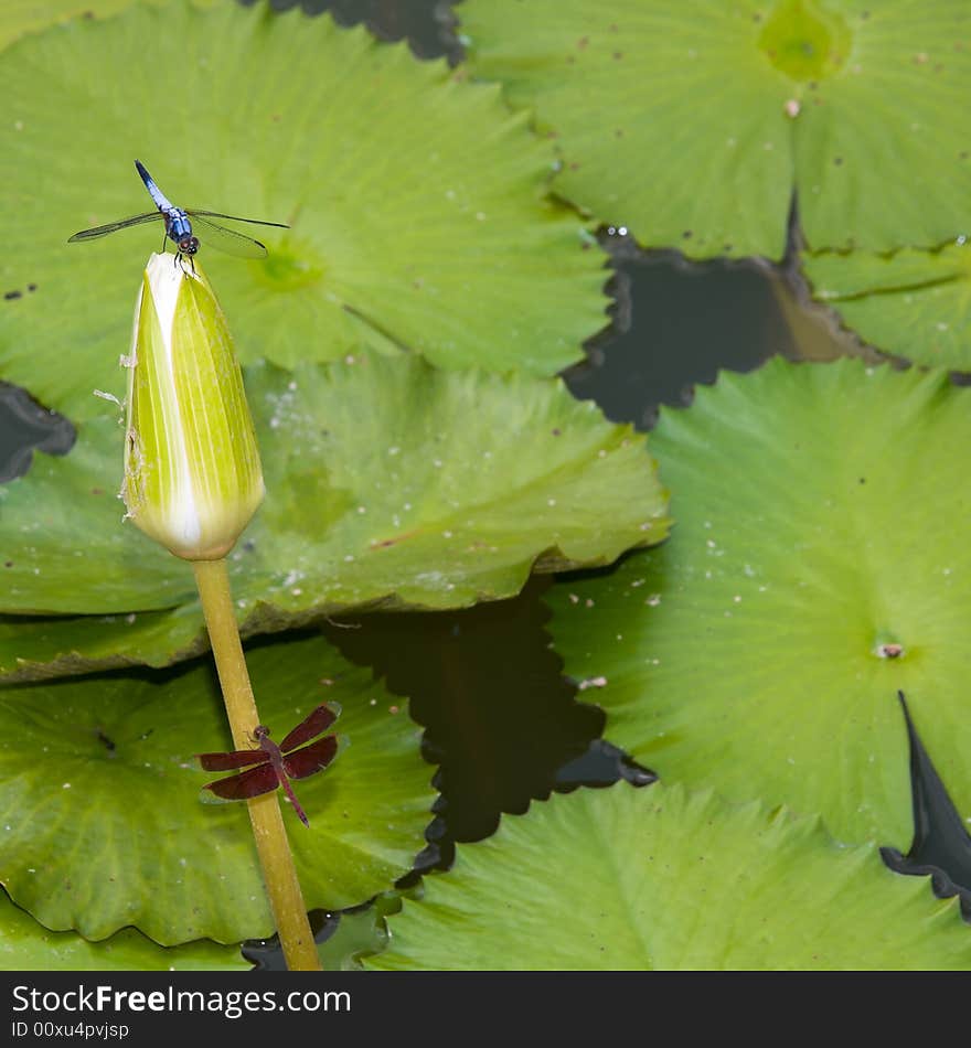 Water Lily Leaves