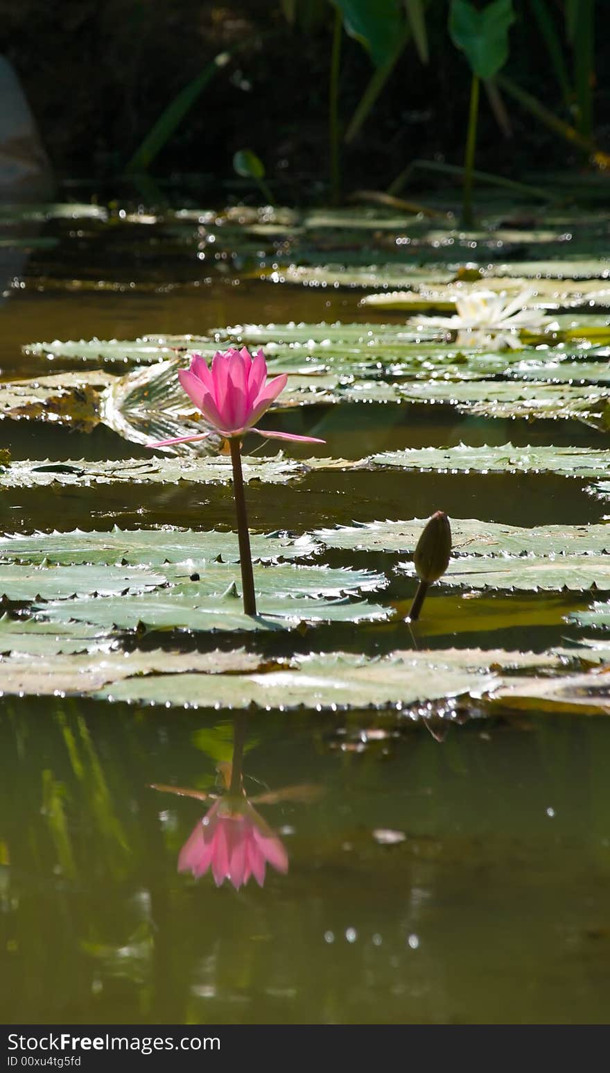 Pink water lily seen against the sunlight and reflected in the pool