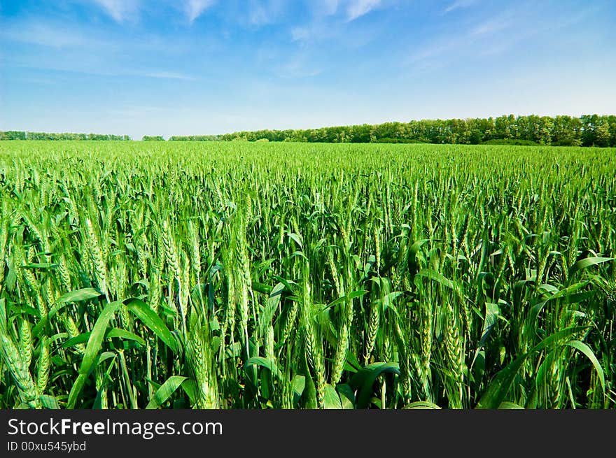 Wheat field