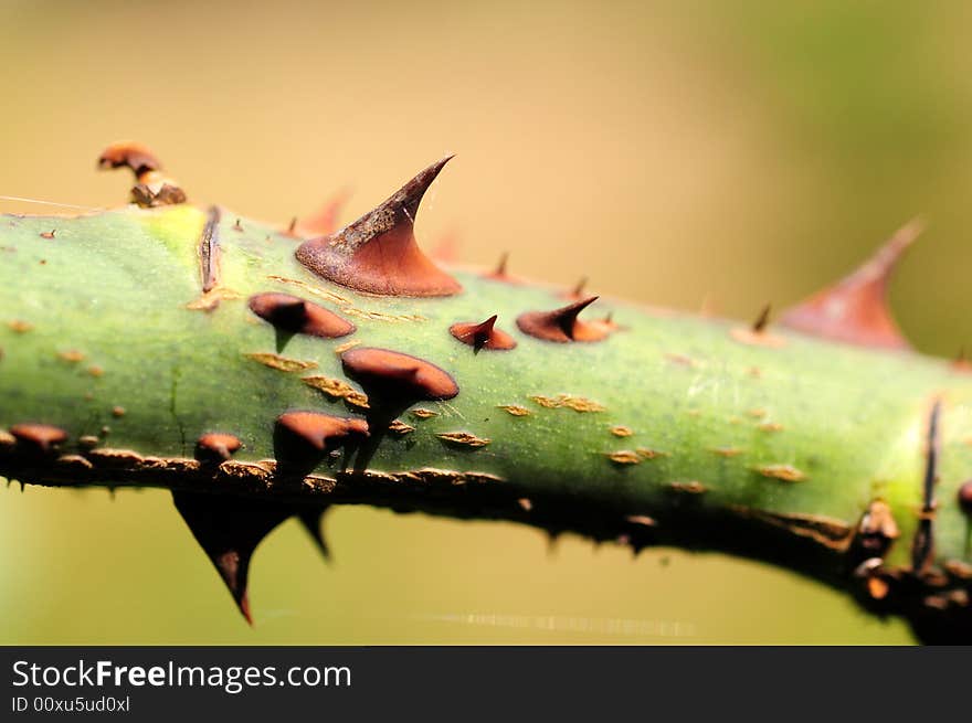 View with a close up of rose thorns