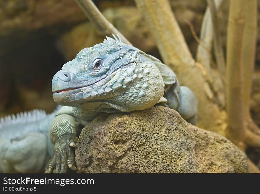 Large iguana captured while crawling on large rock.