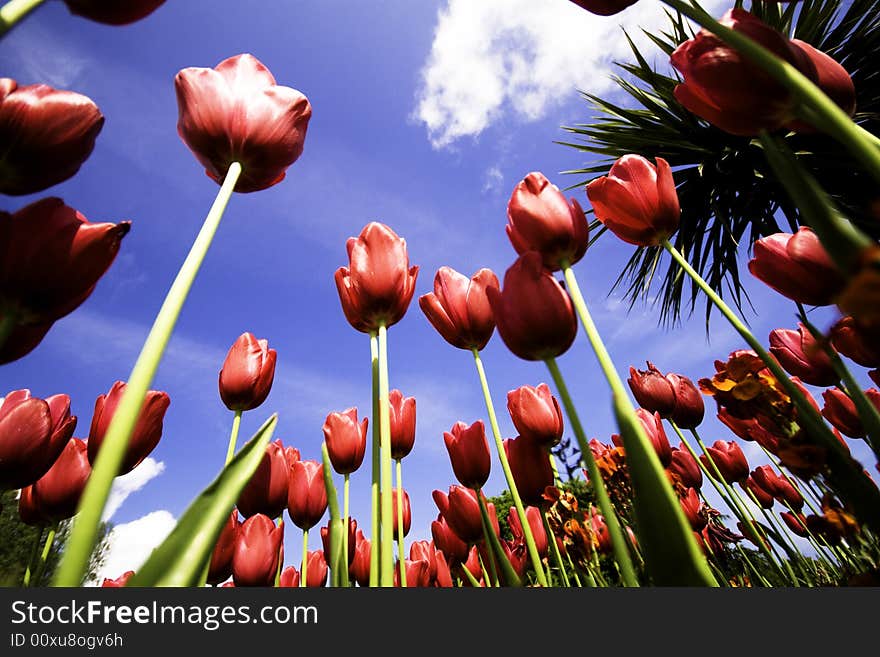 Fresh red tuilps against a blue sky. Fresh red tuilps against a blue sky