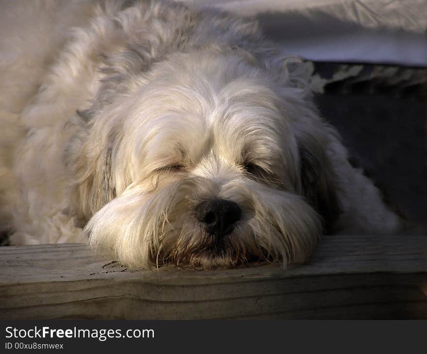 Lhasa Apso mixed breed dog sleeping outside at dusk. Lhasa Apso mixed breed dog sleeping outside at dusk.