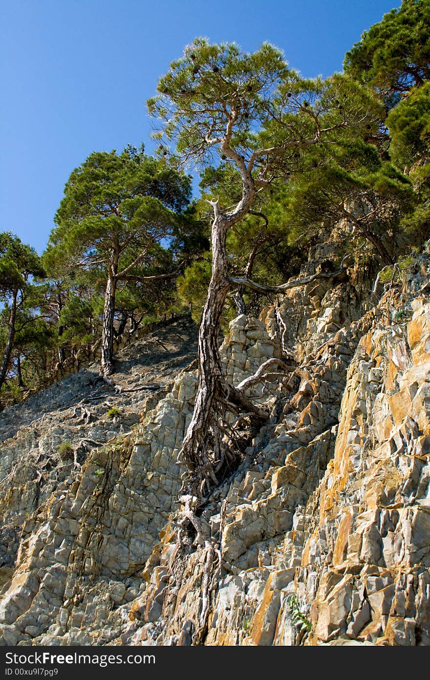 Relic pine in the forest