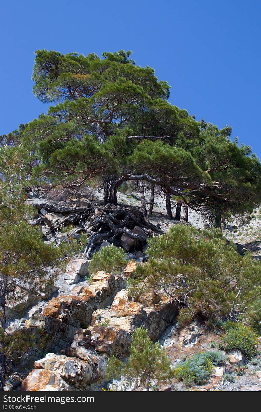 Relic pine in the forest