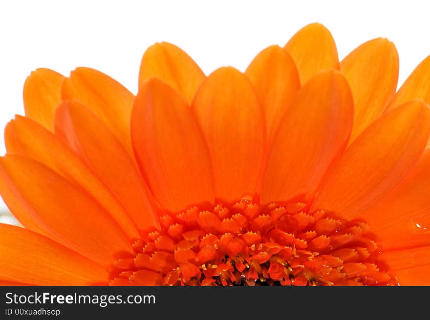 Macro image of a part of an orange gerbera. Macro image of a part of an orange gerbera