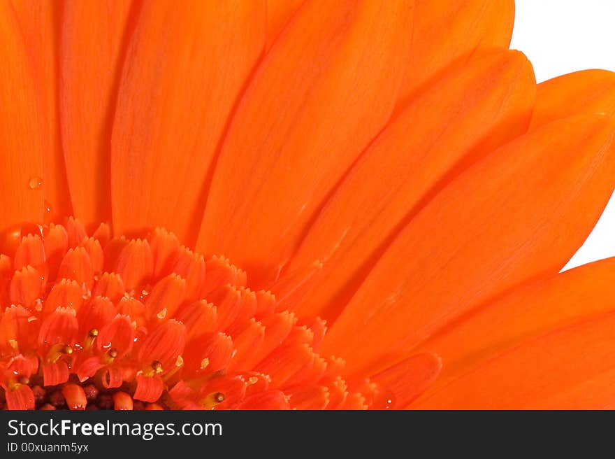 Macro image of half a orange gerebera flower. Macro image of half a orange gerebera flower