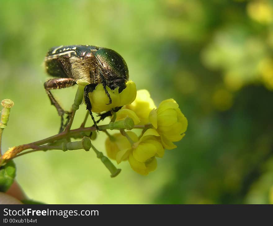 Meets on the flowers of bushes. Feeds on tender parts of flowers, for example, by pollen. Meets on the flowers of bushes. Feeds on tender parts of flowers, for example, by pollen.