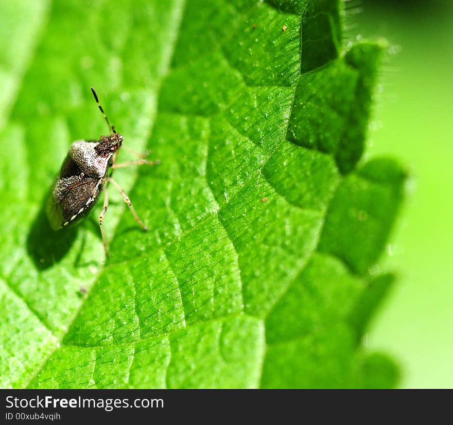 Close-up of a leaf texture and insect