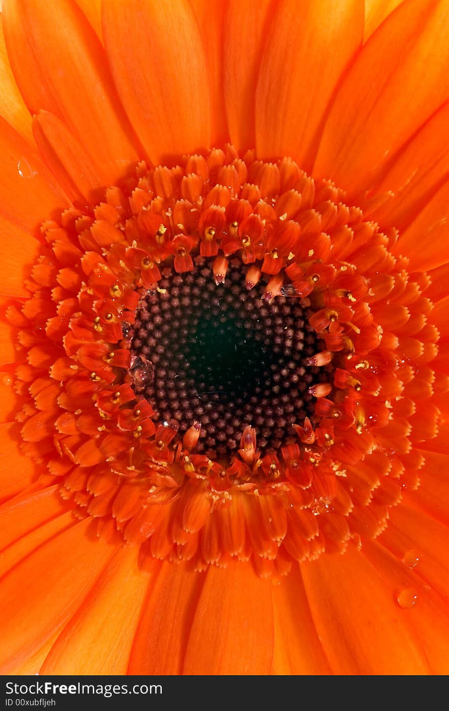 Macro image of a part of an orange gerbera. Macro image of a part of an orange gerbera