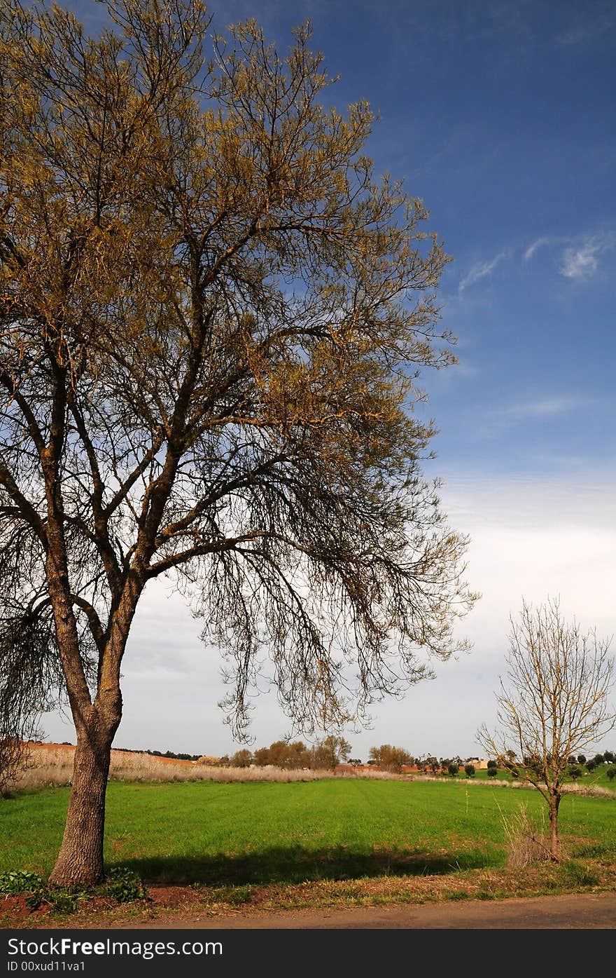 View of a field at springtime