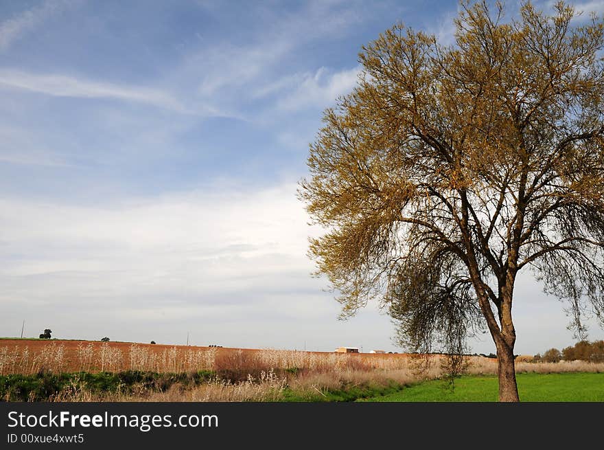 View of a field at springtime. View of a field at springtime