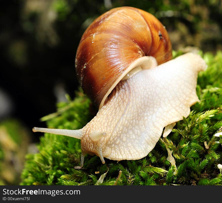 Snail