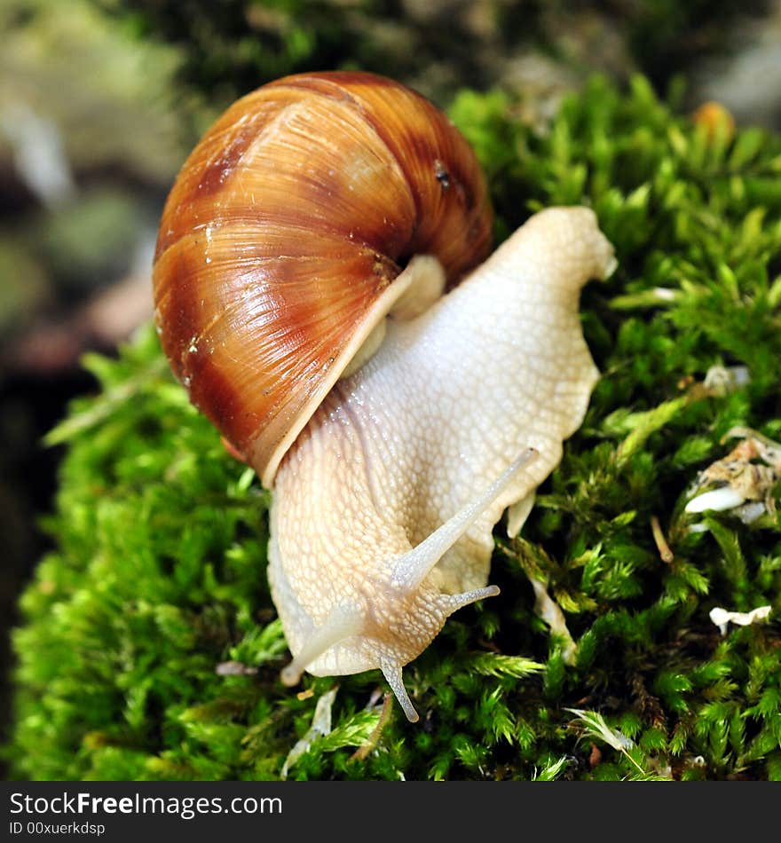 Snail