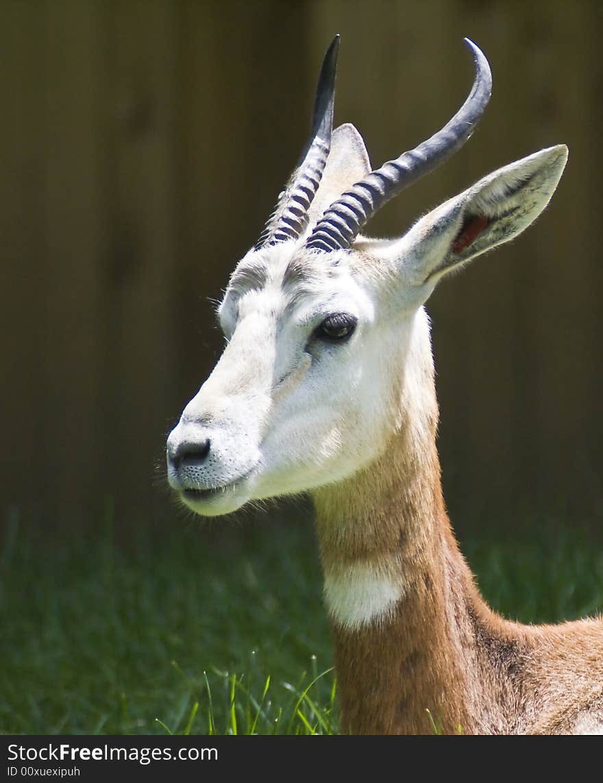 Gazelle