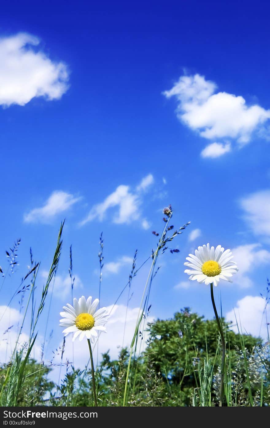 Two daisy on the meadow with blue sky