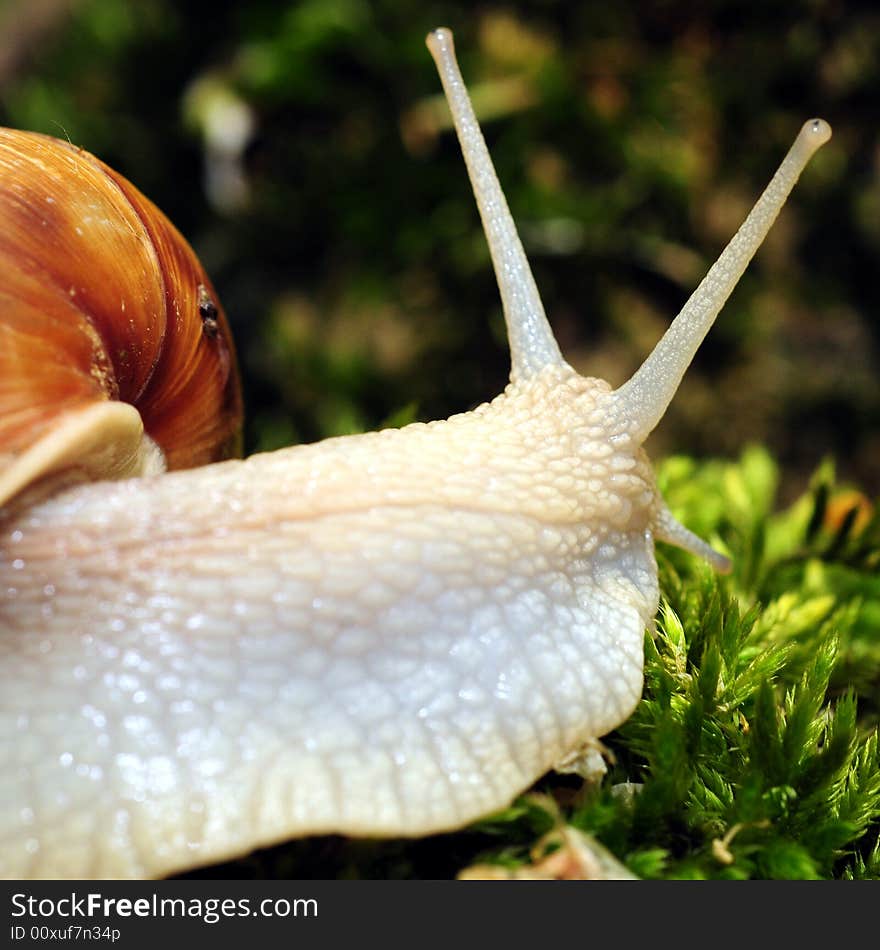 Snail