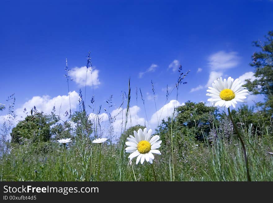 Two daisy on the meadow