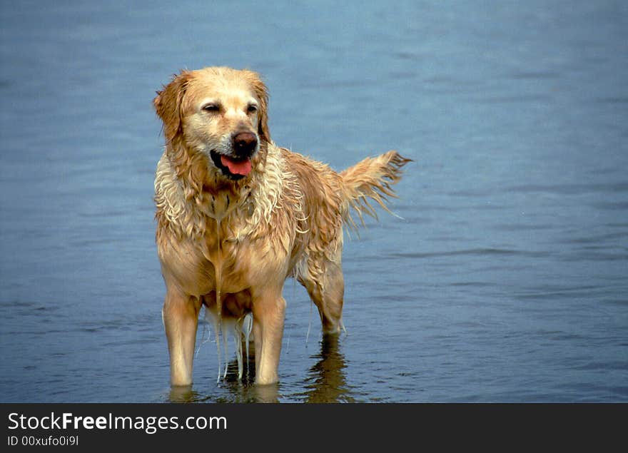 Golden retriever in the lake