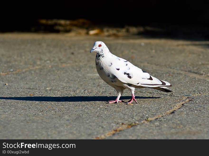 Photo of walking on asphalt pigeon. Photo of walking on asphalt pigeon