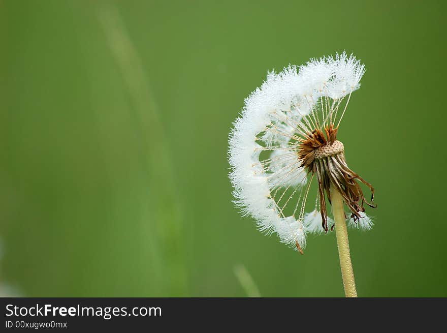 A white spring flowers dandelion