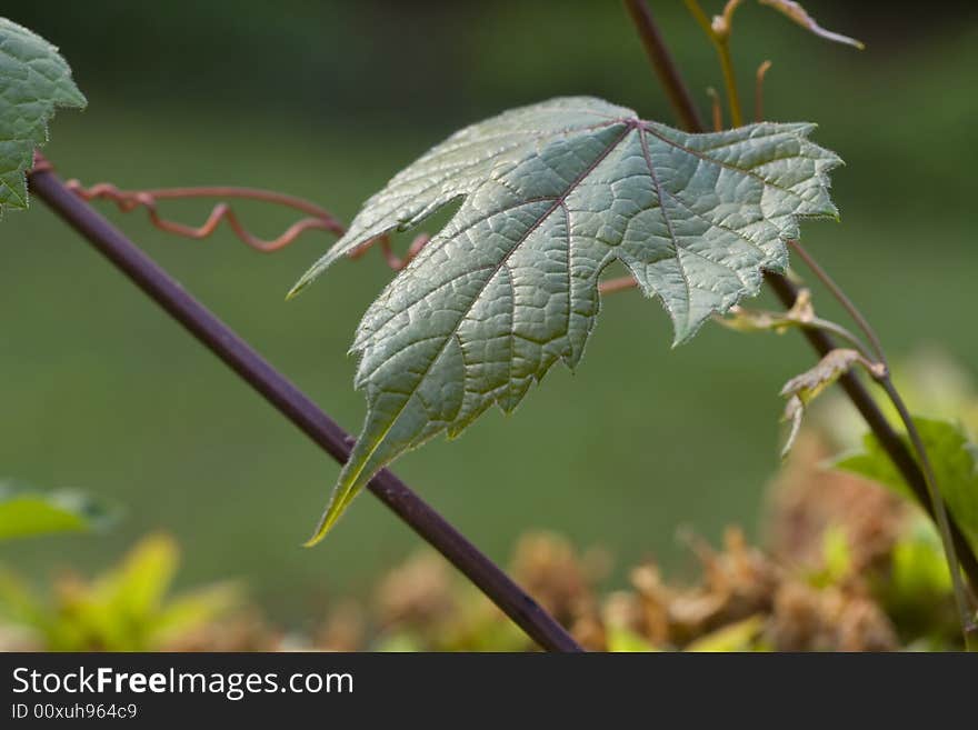 Close-up of wild grapevine leaves and tendril. Close-up of wild grapevine leaves and tendril.