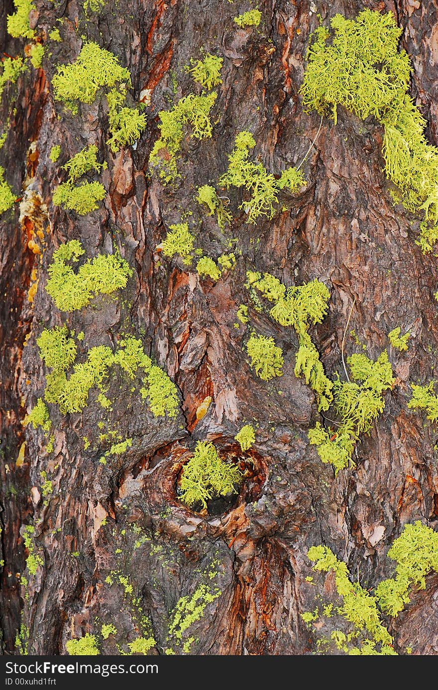 A good background of a knotty tree covered with lime-green moss. A good background of a knotty tree covered with lime-green moss.