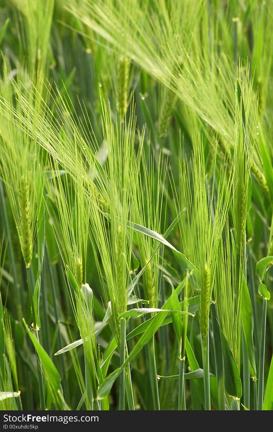 Green Meadow With Ear