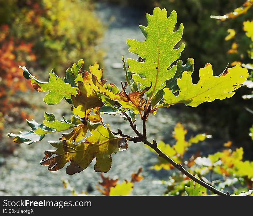 Branch of rocky oak by autumn.