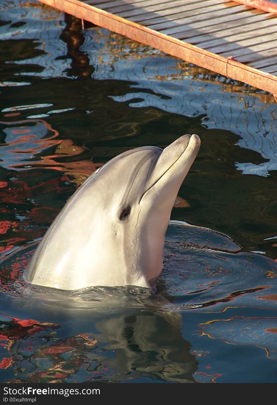 Trained dolphin on Black sea.